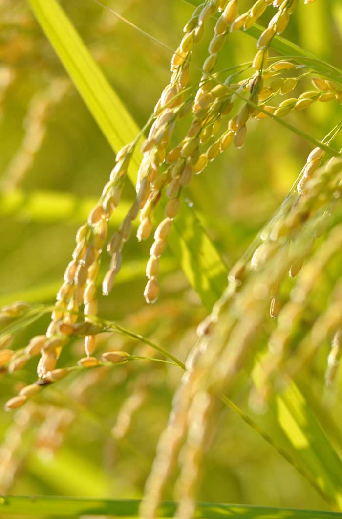 稲穂